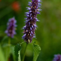 Agastache rugosa BIO**