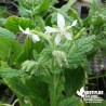 Bourrache à fleurs blanches - Borrago officinalis 'Alba'