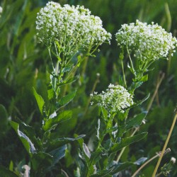 Plante Moutard - Grande Passerage BIO**- Lepidium latifolium