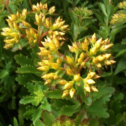 Sedum kamtchaticum