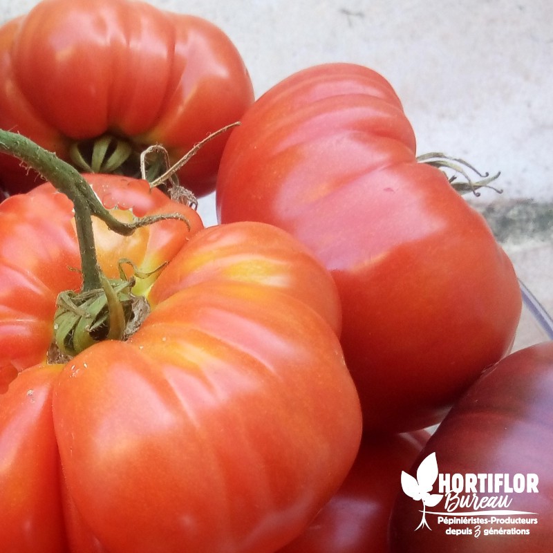 Tomate 'Maestria' greffée - Solanum lycopersicum 'Maestria'