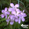 Fleur Savon - Saponaire officinale simple - Saponaria officinalis