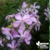 Fleur Savon - Saponaire officinale simple - Saponaria officinalis