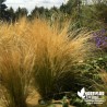 Cheveux d'Ange - Stipa tenuifolia