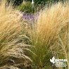 Cheveux d'Ange - Stipa tenuifolia