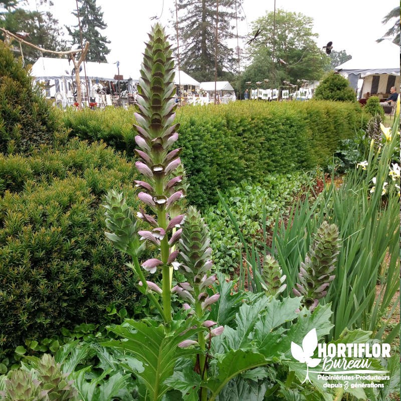 Acanthe à feuilles molles - Acanthus mollis