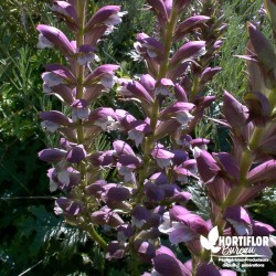 Acanthe à feuilles molles - Acanthus mollis