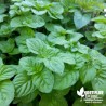 Menthe Thaï BIO** - Mentha spicata avensis