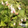 Consoude grandiflorum BIO** - Symphytum grandiflorum