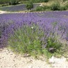 Lavande de Grasse - Lavandula intermedia Grosso !