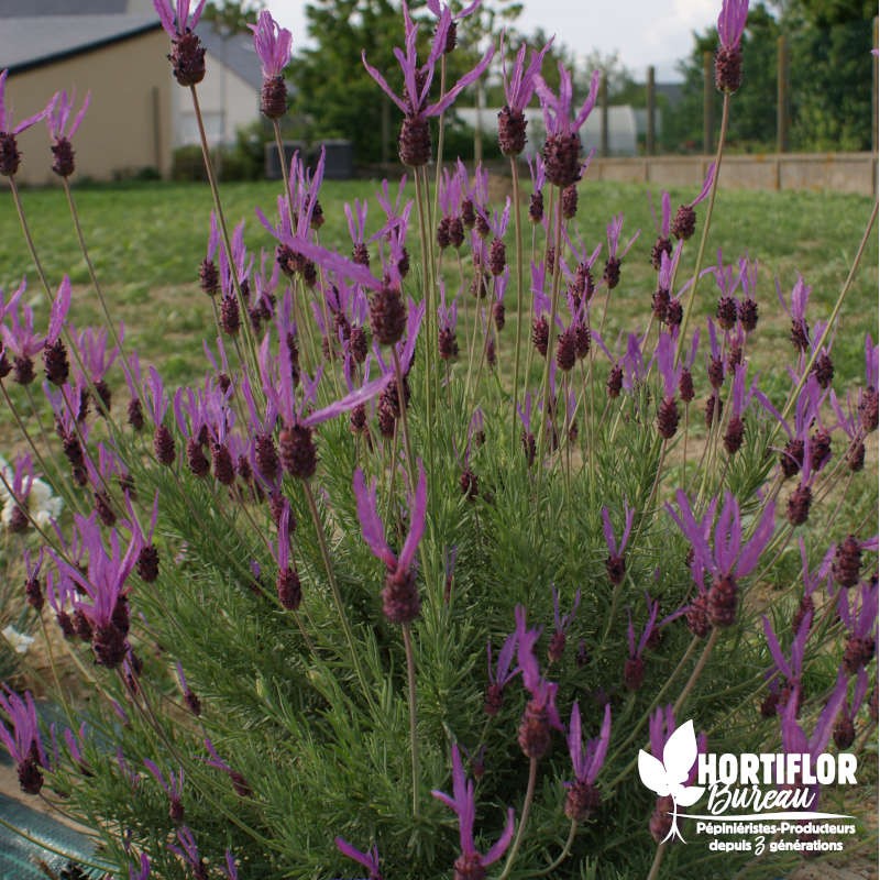 Lavande Papillon mauve - Lavandula stoechas !