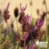 Lavande Papillon mauve - Lavandula stoechas