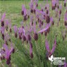 Lavande Papillon mauve - Lavandula stoechas