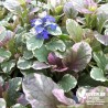 Bugle tricolore - Ajuga reptans 'Burgundy Glow'