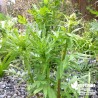 Valériane officinale BIO** - Valeriana officinalis