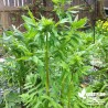 Valériane officinale BIO** - Valeriana officinalis