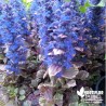 Bugle tricolore - Ajuga reptans 'Burgundy Glow'