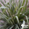 Citronnelle du Gabon BIO** - Andropogon citratus