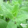 Menthe Espagnole BIO** - Menthe spicata X