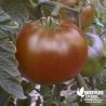 Tomate 'Noire de Crimée' - Solanum lycopersicum 'Noire de Crimée'