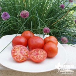 Tomate 'Maestria' - Solanum...