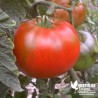 Tomate 'Maestria' - Solanum lycopersicum 'Maestria F1'