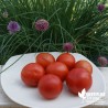 Tomate 'Maestria' - Solanum lycopersicum 'Maestria F1'