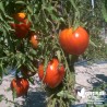 Tomate 'Coeur de Boeuf' - Solanum lycopersicum 'Cuor di Bue'