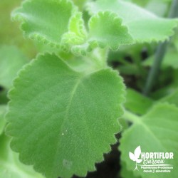 Gros Thym Antillais BIO**- Plectranthus amboinicus