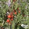 Tomate 'Cerise rouge' - Solanum lycopersicum 'Miel du Mexique'