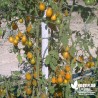 Tomate 'Poire jaune' - Solanum lycopersicum 'Yellow pearshaped'