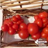 Tomate 'du Voyageur' - Solanum lycopersicum 'Voyageur'