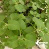 Gros Thym Antillais BIO**- Plectranthus amboinicus