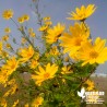 Topinambours roses - Helianthus tuberosus