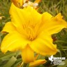 Hémérocalle gourmande BIO** - Hemerocallis 'Buttercup Palace' !