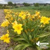 Hémérocalle gourmande BIO** - Hemerocallis 'Buttercup Palace' !