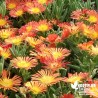 Delosperma orange 'Wheel of Wonder'® Orange'