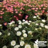 Delosperma blanc 'Wheel Wonder White'®