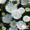 Delosperma blanc 'Wheel Wonder White'®