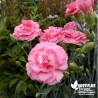 Oeillet anglais 'Diane'® - Dianthus plumarius x