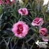 Oeillet anglais 'Raspberry Sundae'® - Dianthus plumarius x