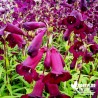 Penstemon 'Rich Ruby'