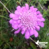 Scabieuse alpine rose - Scabiosa columbaria 'Pink Mist'