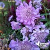 Scabieuse alpine rose - Scabiosa columbaria 'Pink Mist'