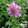 Scabieuse alpine rose - Scabiosa columbaria 'Pink Mist'