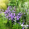 Scabieuse alpine bleue - Scabiosa columbaria 'Butterfly Blue'