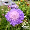 Scabieuse alpine bleue - Scabiosa columbaria 'Butterfly Blue'