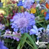 Scabieuse alpine bleue - Scabiosa columbaria 'Butterfly Blue'