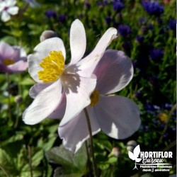Anémone du Japon rose - Anemona hupehensis x (Fleur du Vendredi Saint)