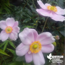 Anémone du Japon rose - Anemona hupehensis x (Fleur du Vendredi Saint)